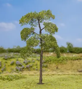 Czarna topola 14cm / 1szt.