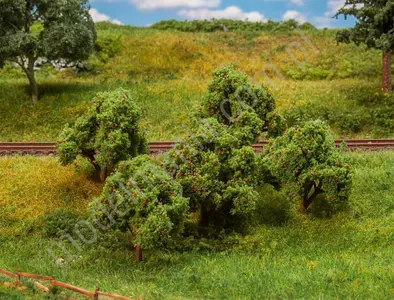 Jabłonie 55 mm / 5 szt.