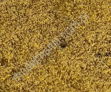 Segment krajobrazu - pole zbożowe 21x14cm