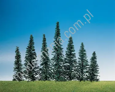 Jodła 5-11cm / 50szt.