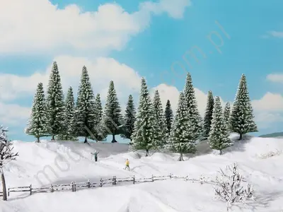 Jodły śnieżne 4 -10 cm / 16 szt.