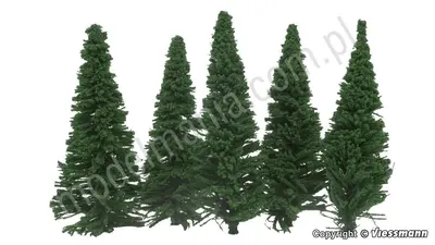 Jodła 11 cm, 5 sztuk